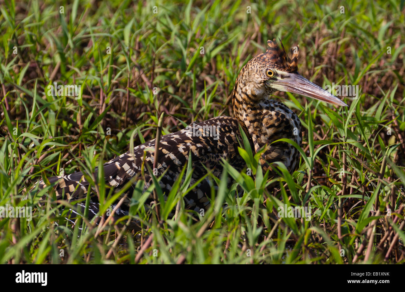 Rufescent Tiger-Reiher (Tigrisoma Lineatum) Stockfoto