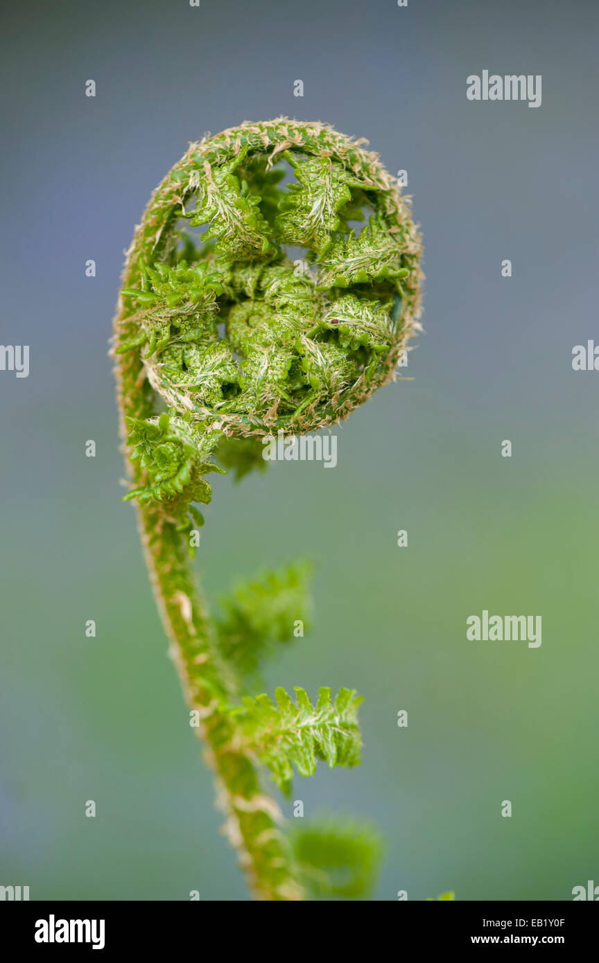 Bracken Wedel im Prozess der Entfaltung. Pteridium aquilinum Stockfoto