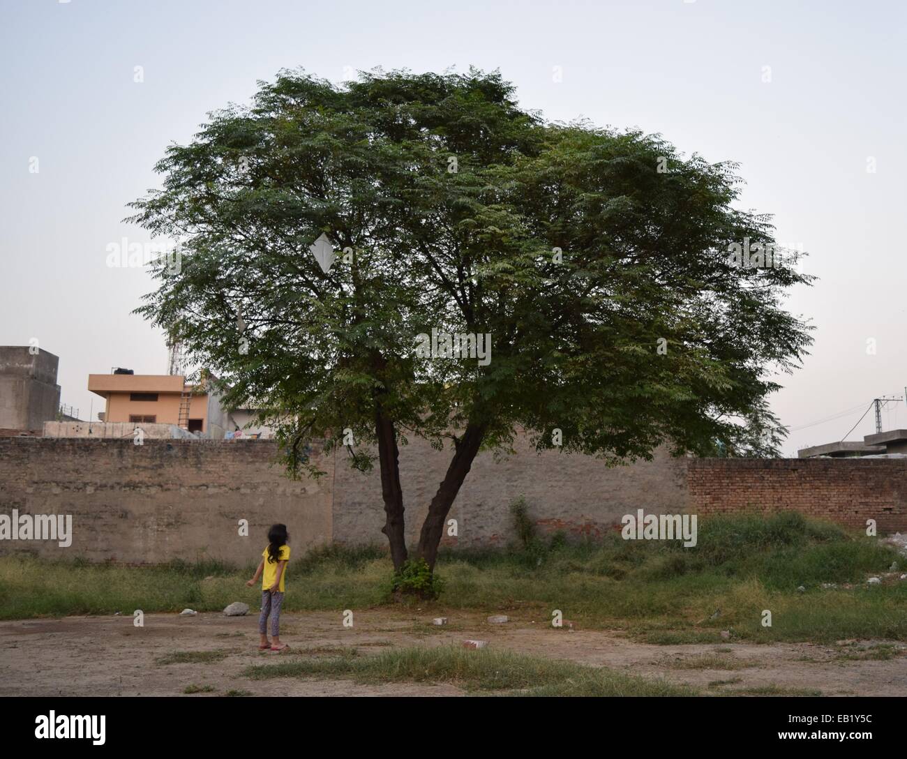 Ein 5 Jahres altes Mädchen sucht nach einem weißen Drachen in einem Baum stecken. Stockfoto