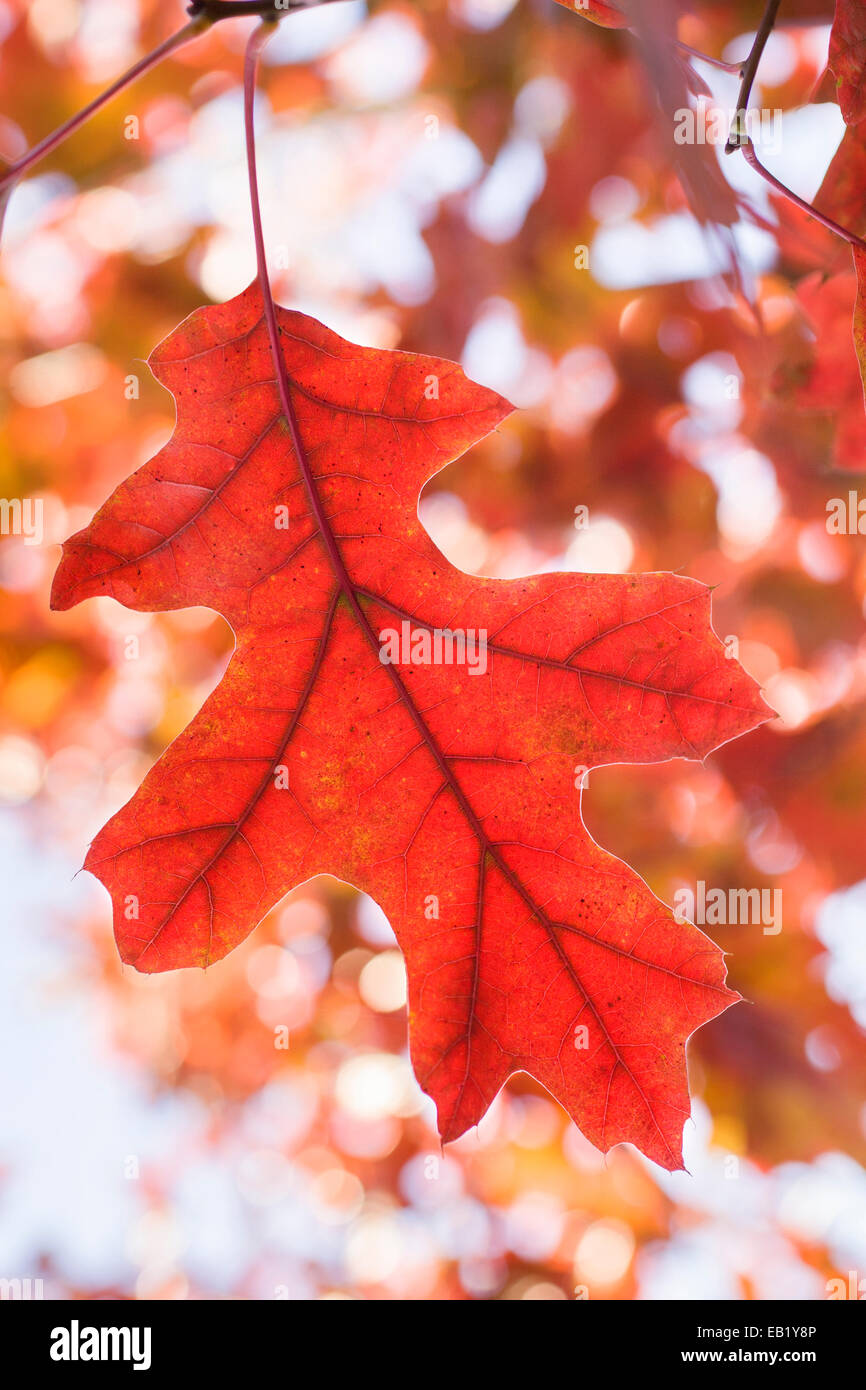 Scharlachrote Herbst Eichenblatt - Quercus coccinea Stockfoto