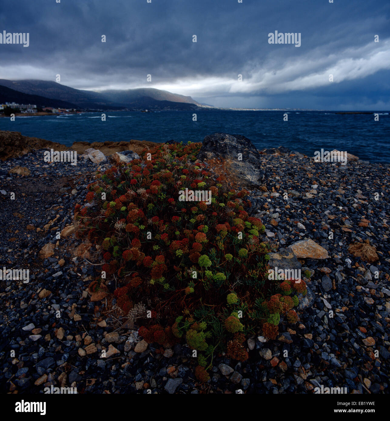 Meeresfenchel am kretischen Meer Stockfoto