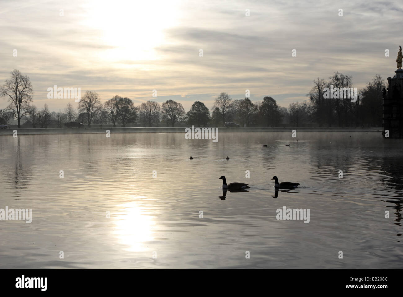 Bushy Park, SW-London, England, UK. 24. November 2014. Gänse schwimmen über die Diana Pond in Bushy Park an einem nebligen und frostigen Morgen im Südosten Englands. Bildnachweis: Julia Gavin UK/Alamy Live-Nachrichten Stockfoto