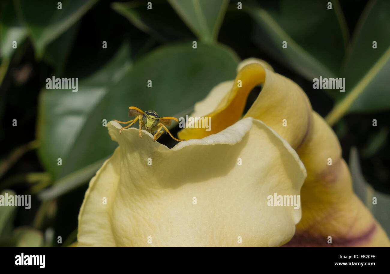 Wespe auf einem Solandra Maxima, allgemein bekannt als Pokal für Gold Rebe, goldenen Kelch Rebe oder Hawaiian Lily. Stockfoto