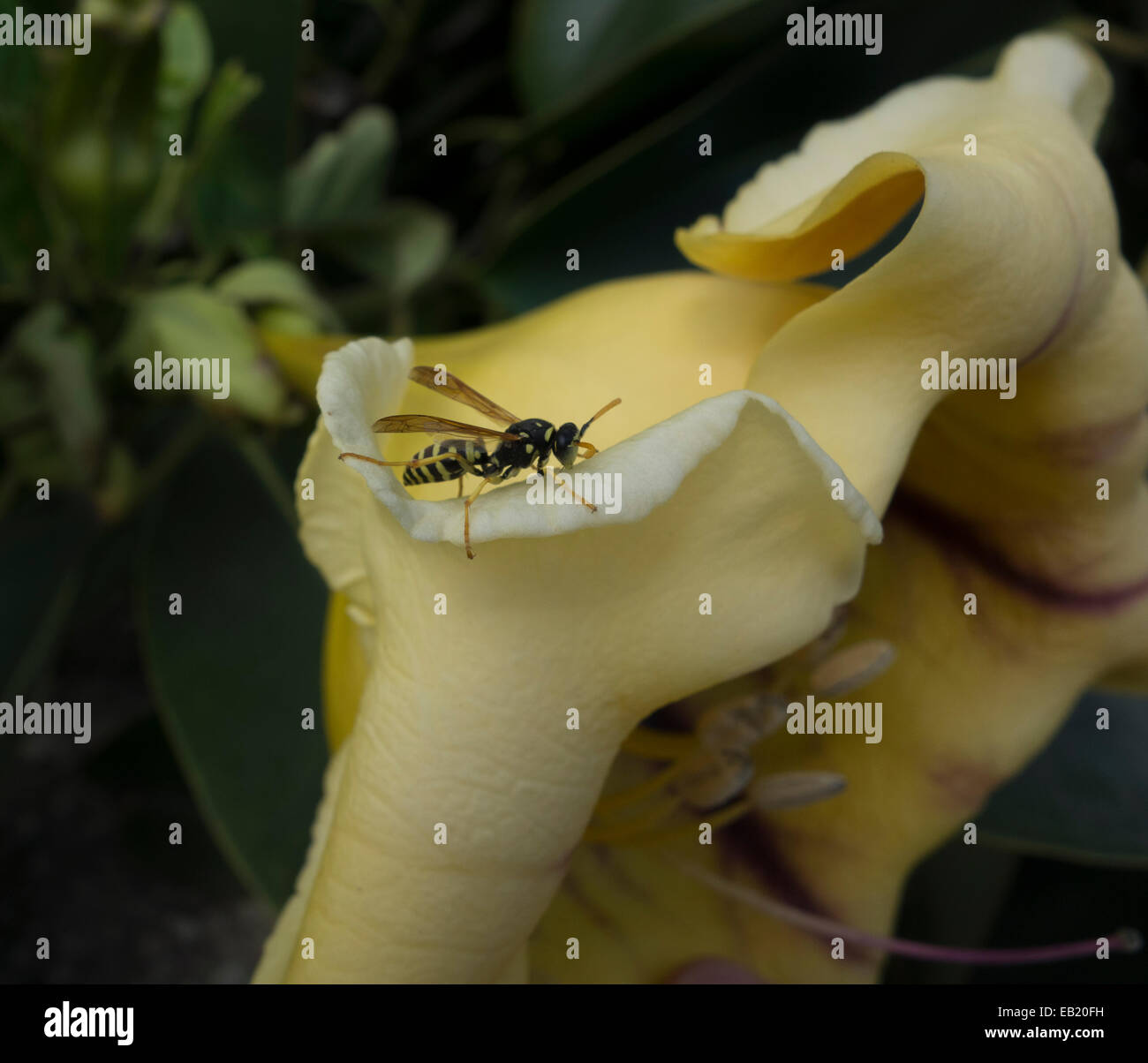 Wespe auf einem Solandra Maxima, allgemein bekannt als Pokal für Gold Rebe, goldenen Kelch Rebe oder Hawaiian Lily. Stockfoto