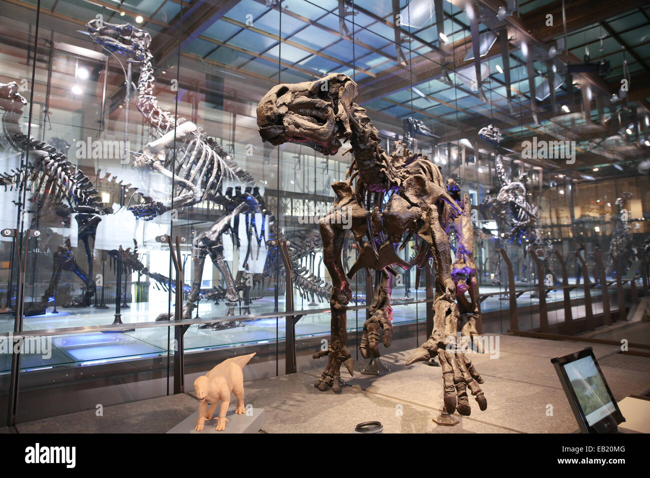 Dinosaurier Skelett Modell in Brüssel naturwissenschaftliche Museum Belgien Europa Stockfoto