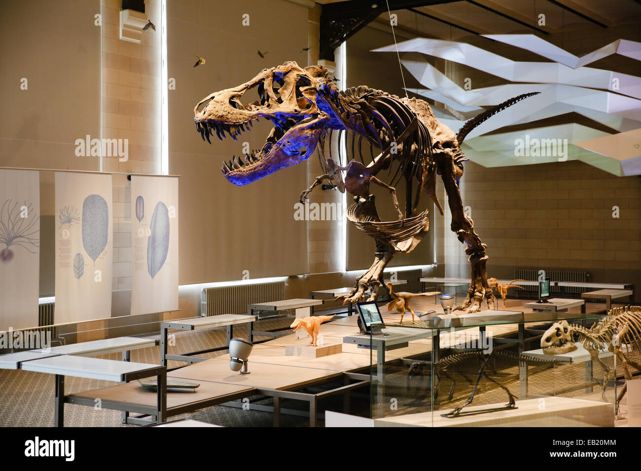 Dinosaurier Skelett Modell innen Wissenschaft Museum Belgien Europa Stockfoto