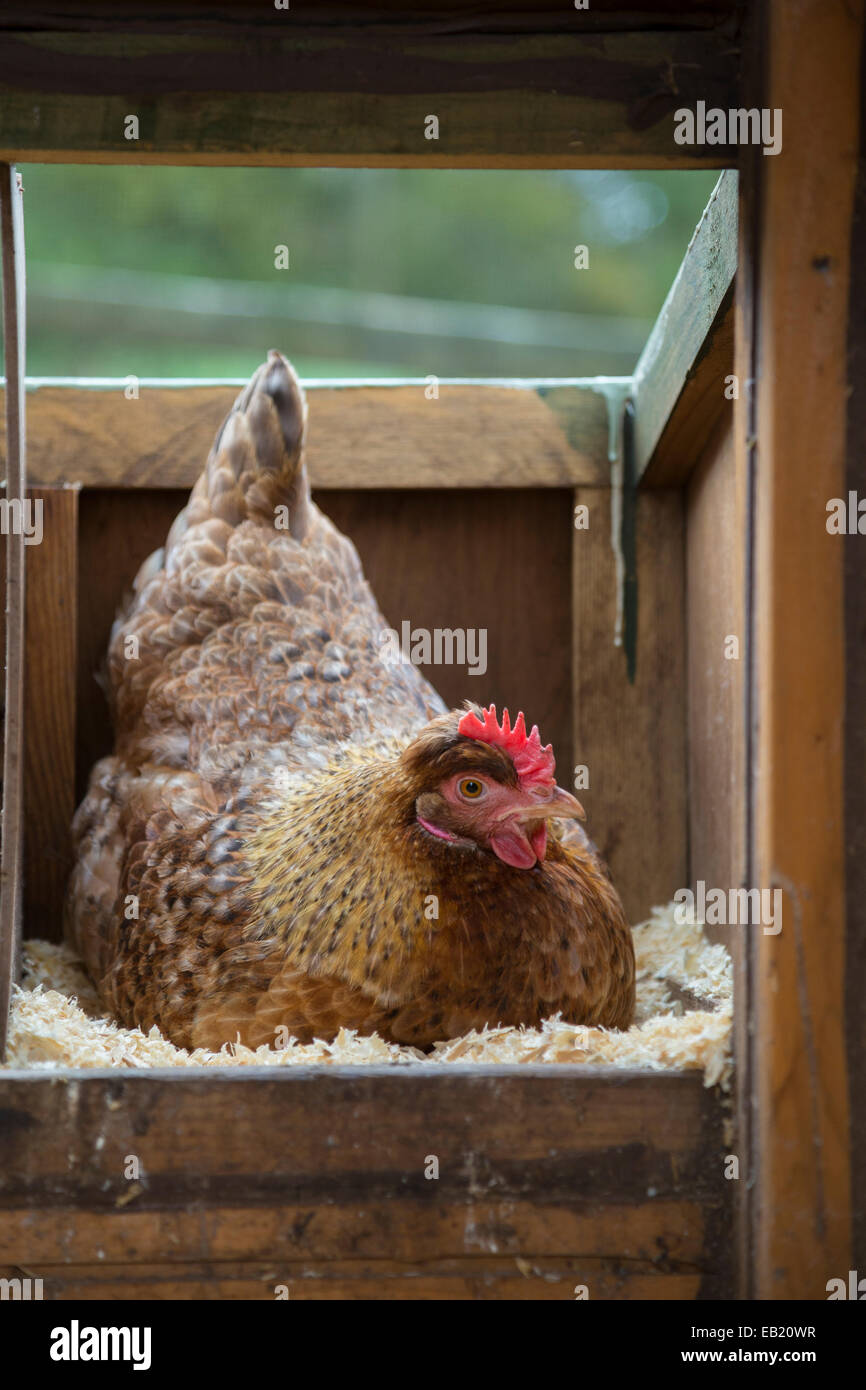 Braune Freilandhaltung Henne auf den Eiern sitzen. Stockfoto