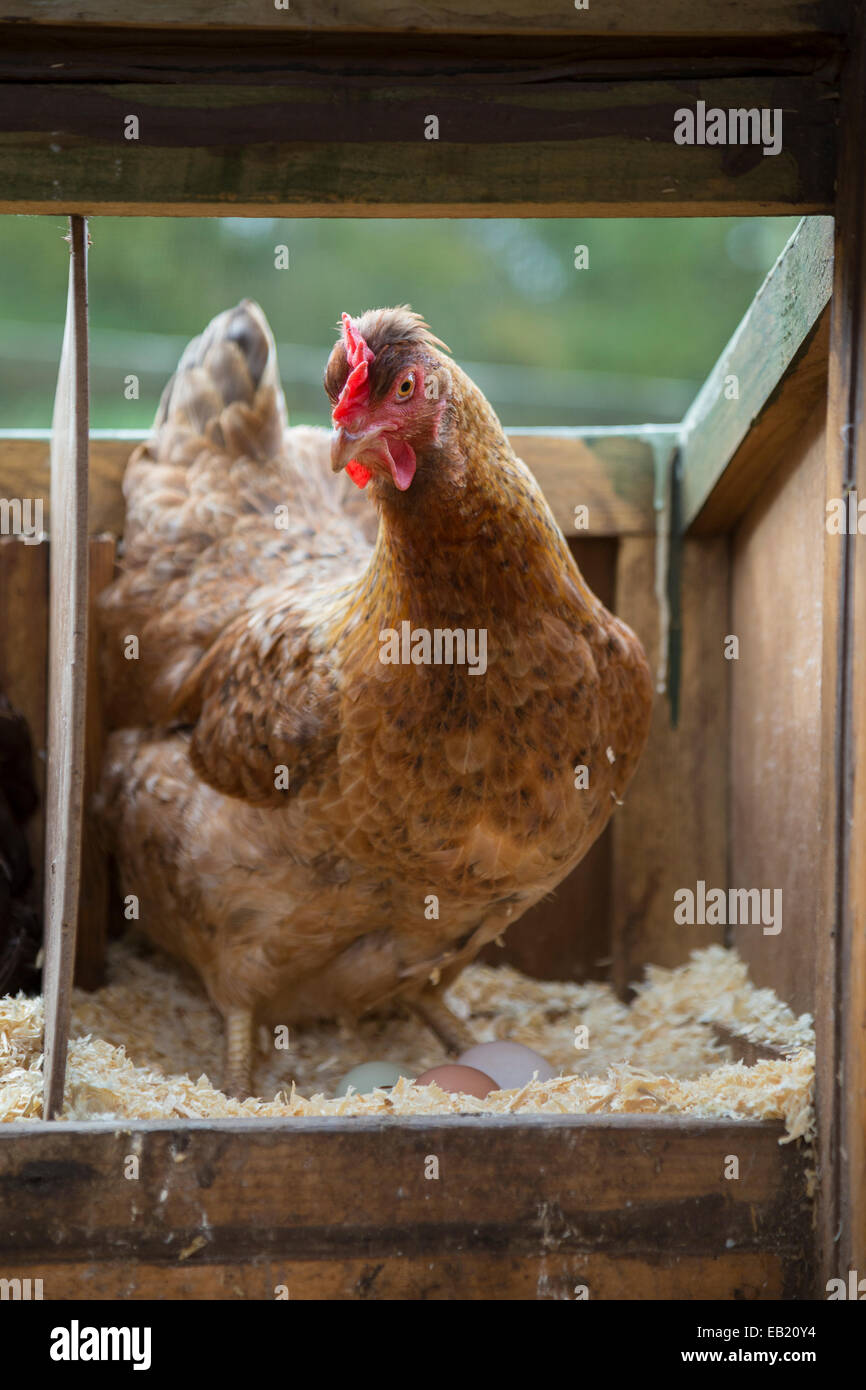 Braune Freilandhaltung Henne auf den Eiern etwa auszugleichender. Stockfoto