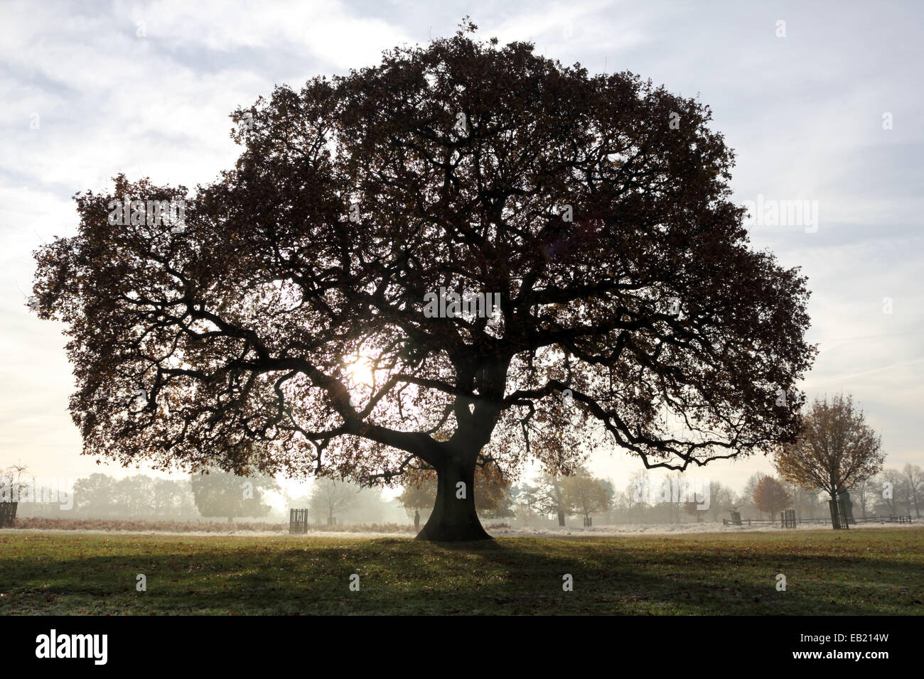 Bushy Park, SW-London, England, UK. 24. November 2014. Eine prächtige Eiche Silhouette gegen einen milchigen Himmel an einem nebligen und frostigen Morgen in Bushy Park im Süden von London. Bildnachweis: Julia Gavin UK/Alamy Live-Nachrichten Stockfoto