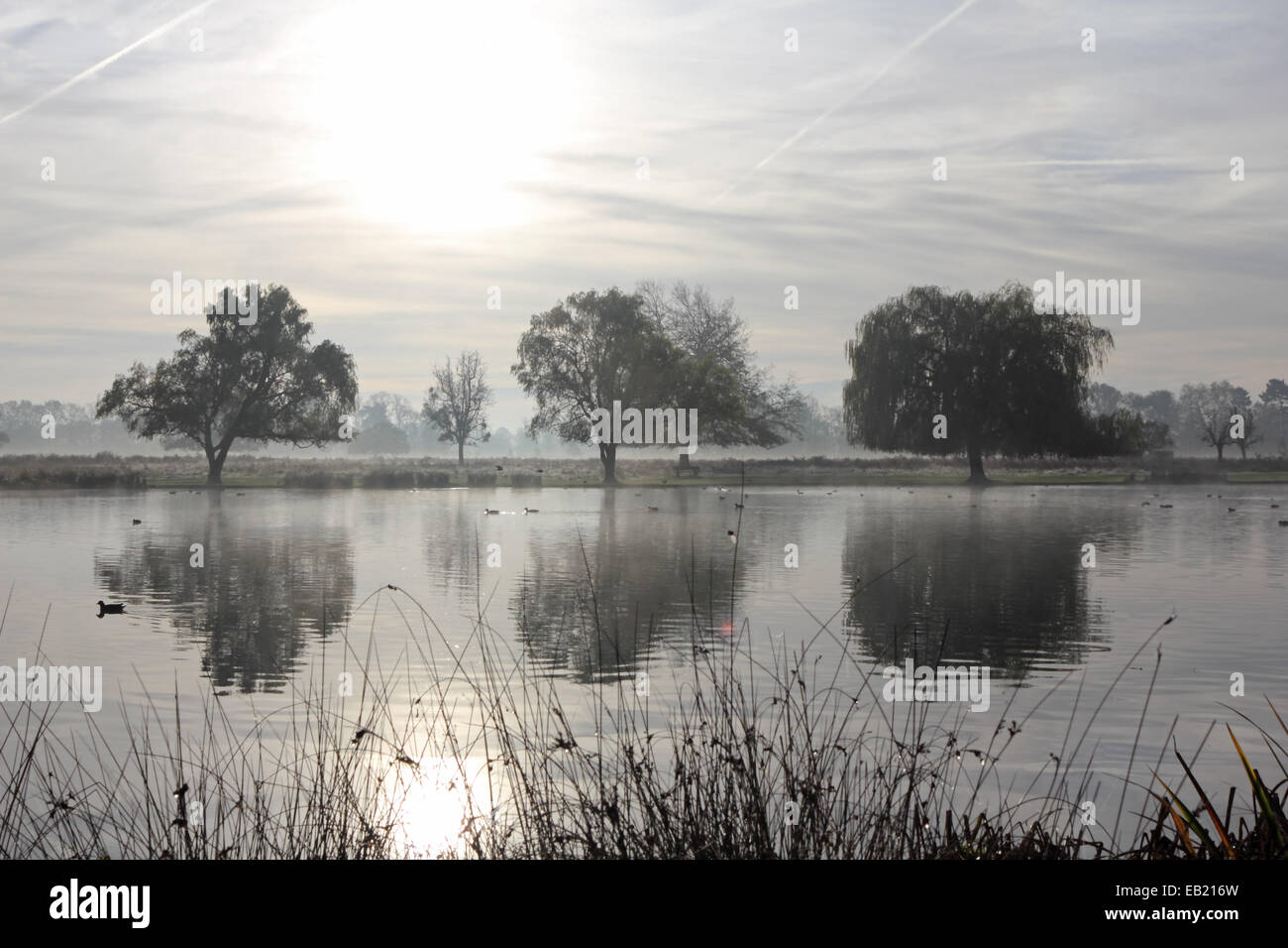 Bushy Park, SW-London, England, UK. 24. November 2014. Bäume spiegelt sich in den ruhigen Gewässern des Teiches Reiher an einem nebligen und frostigen Morgen in Bushy Park im Süden von London. Bildnachweis: Julia Gavin UK/Alamy Live-Nachrichten Stockfoto