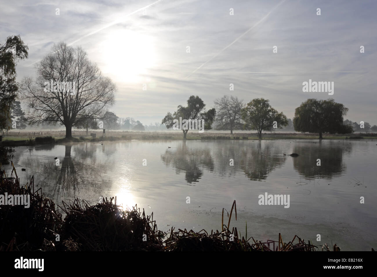 Bushy Park, SW-London, England, UK. 24. November 2014. Bäume spiegelt sich in den ruhigen Gewässern des Teiches Reiher an einem nebligen und frostigen Morgen in Bushy Park im Süden von London. Bildnachweis: Julia Gavin UK/Alamy Live-Nachrichten Stockfoto