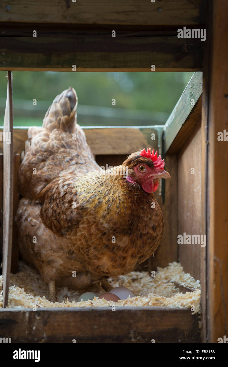 Braune Freilandhaltung Henne auf den Eiern etwa auszugleichender. Stockfoto