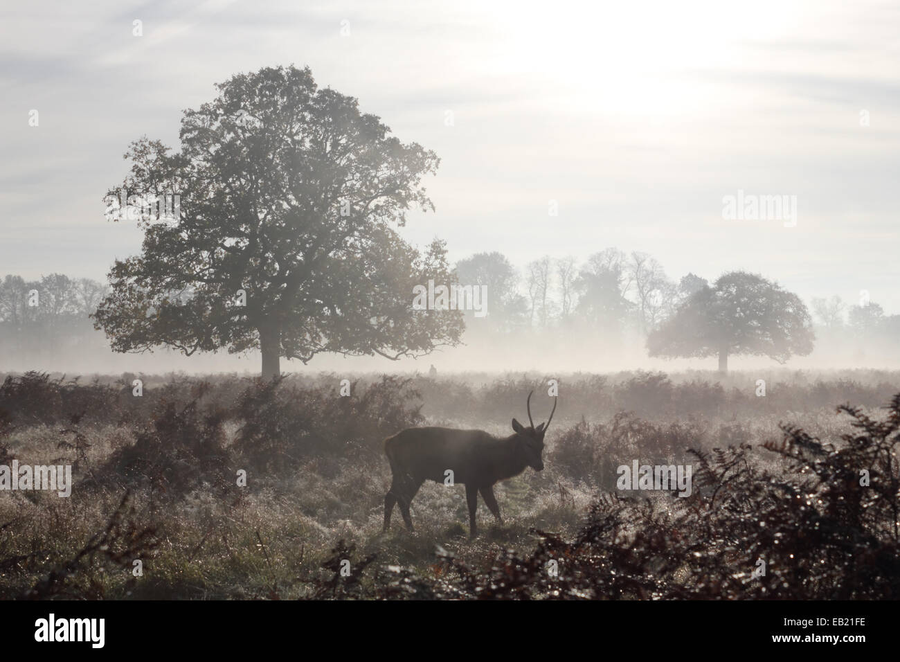 Bushy Park, SW-London, England, UK. 24. November 2014. Ein Damhirsch Hirsch durchschreitet die Bracken an einem nebligen und frostigen Morgen in Bushy Park im Süden von London. Bildnachweis: Julia Gavin UK/Alamy Live-Nachrichten Stockfoto