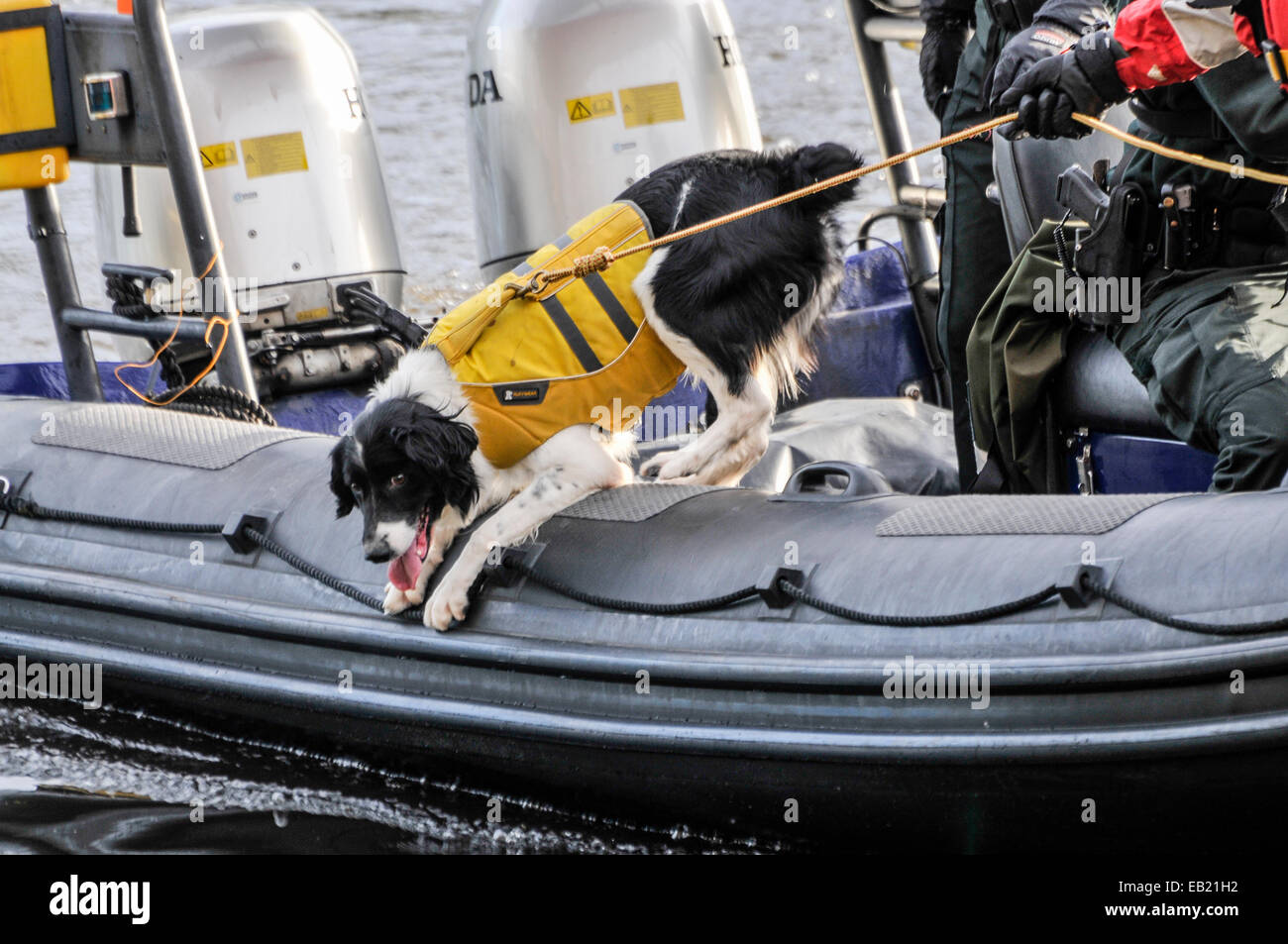 Belfast, Nordirland. 24. November 2014 - hängt A PSNI Spürhund über den Rand eines Bootes, das Wasser zu schnüffeln. Bildnachweis: Stephen Barnes/Alamy Live-Nachrichten Stockfoto