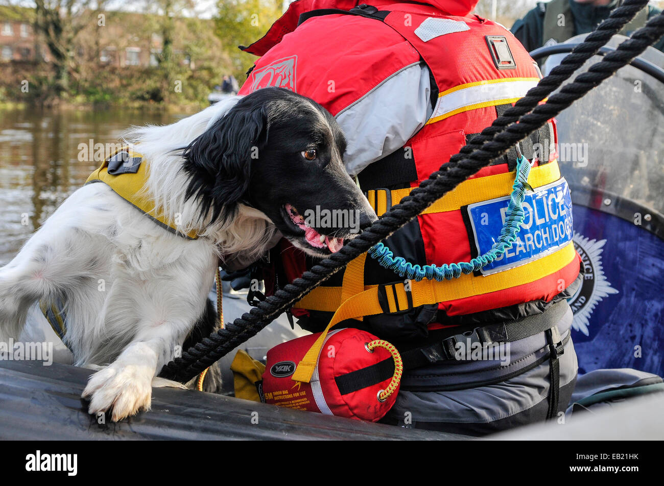 Belfast, Nordirland. 24. November 2014 - A PSNI Spürhund an Bord eines Bootes auf einem Fluss. Bildnachweis: Stephen Barnes/Alamy Live-Nachrichten Stockfoto
