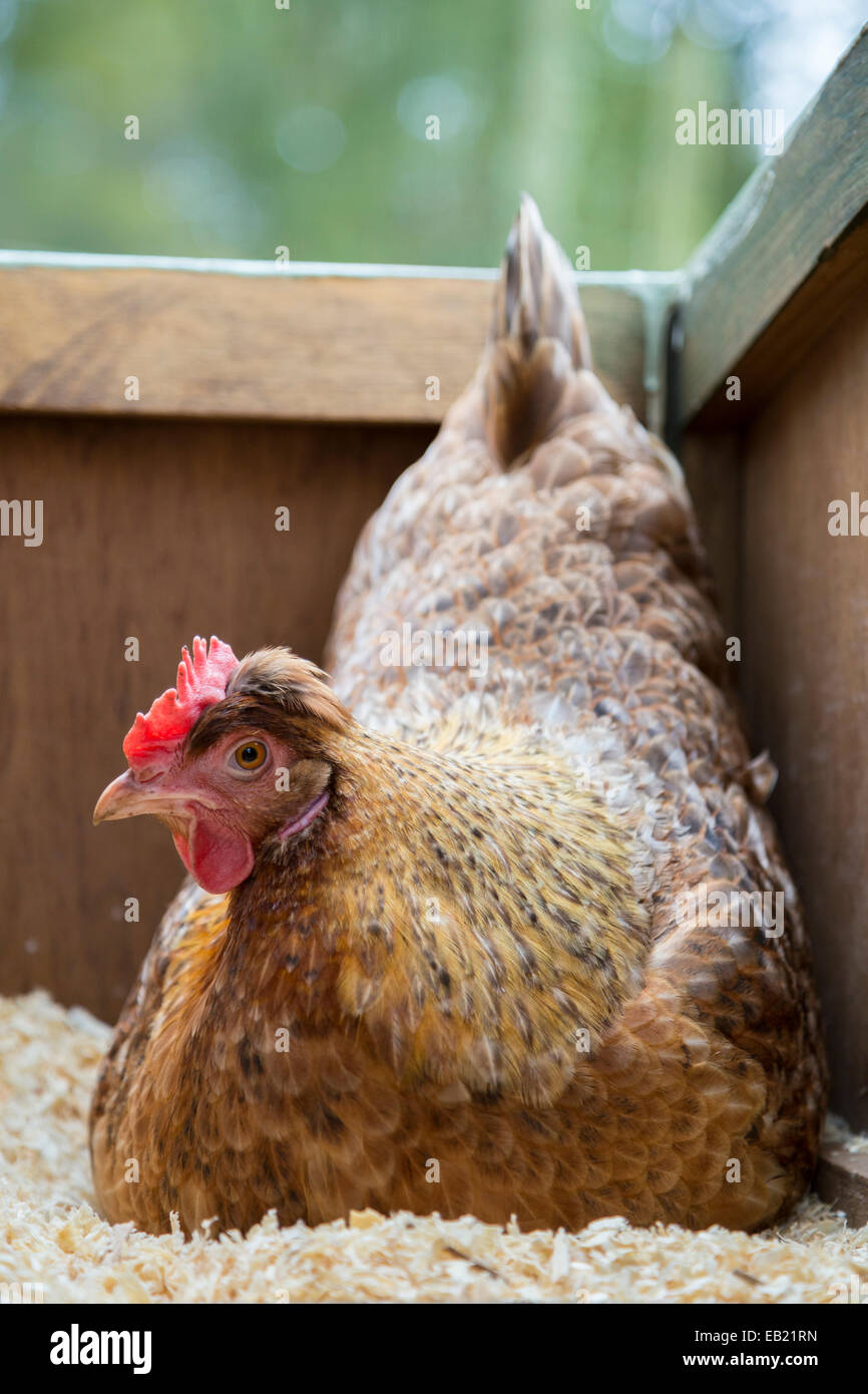 Braune Freilandhaltung Henne auf den Eiern sitzen. Stockfoto