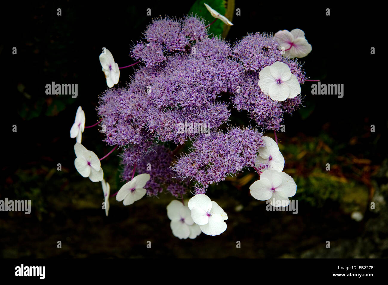 Weiße und violette Blumen von Hydrangea Macrophylla Normalis Stockfoto