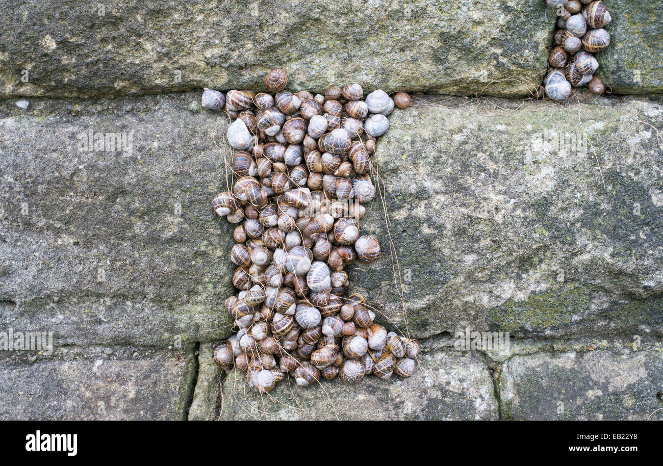 Kolonie von Schnecken Winterschlaf in einen Riss in einer Steinmauer, Sunderland, Nord-Ost-England, UK Stockfoto