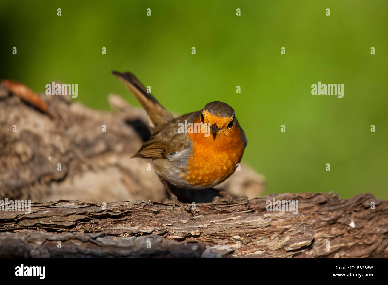 Rotkehlchen auf einem Ast Stockfoto