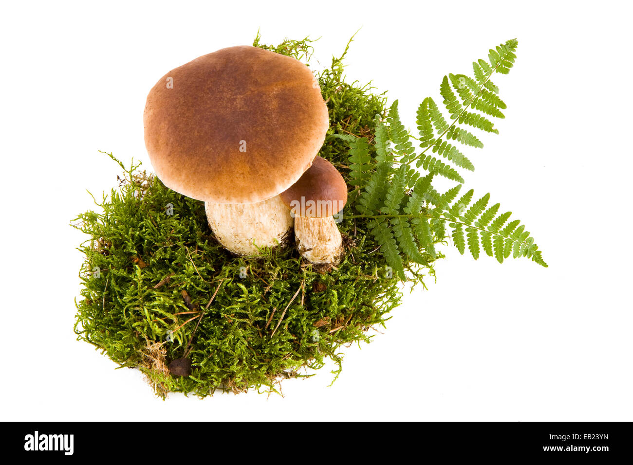 Zwei frische Steinpilze in ein grünes Moos isoliert, Ansicht von unten Stockfoto