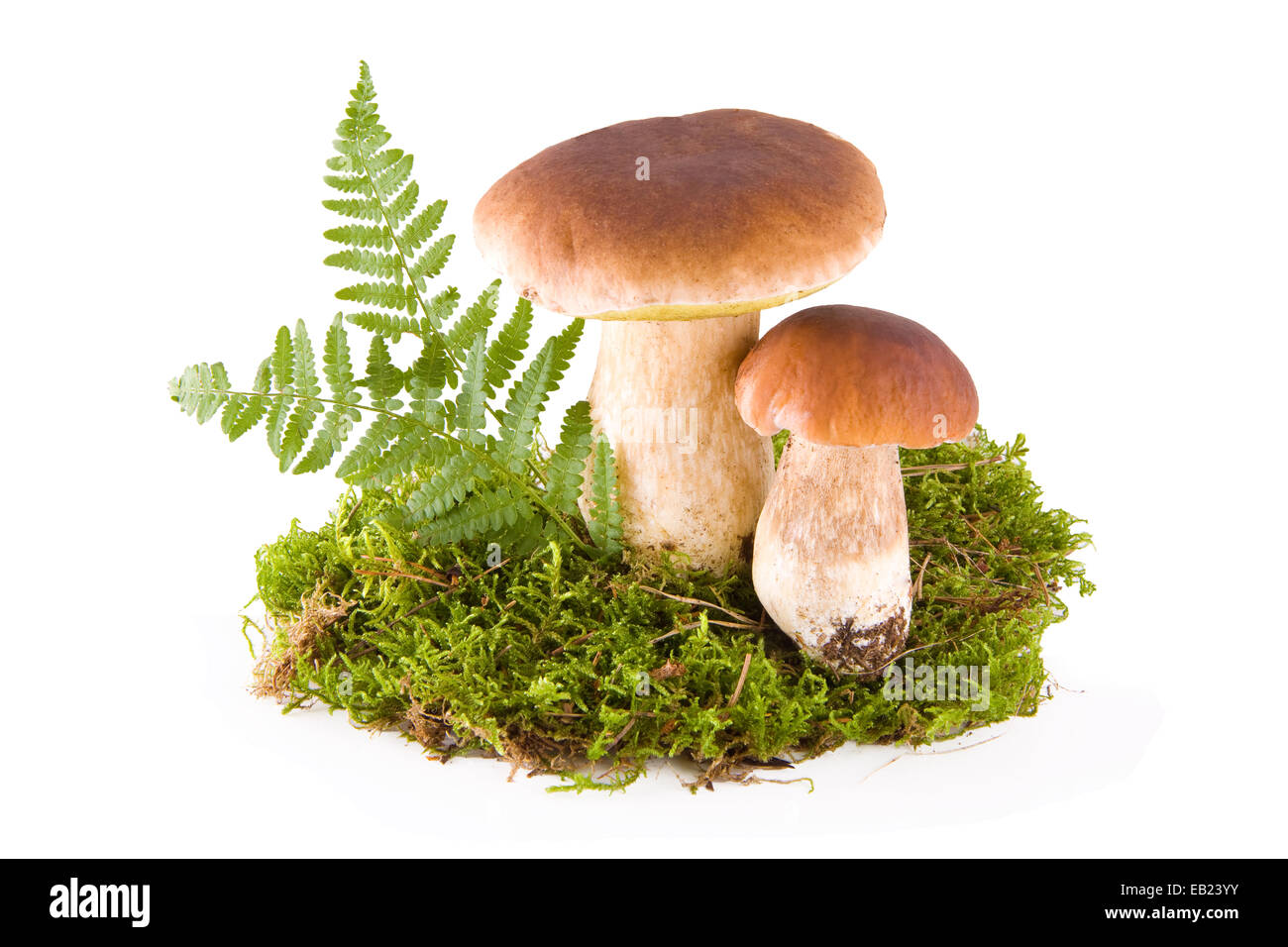 Zwei frische Steinpilze in ein grünes Moos isoliert auf weiss Stockfoto