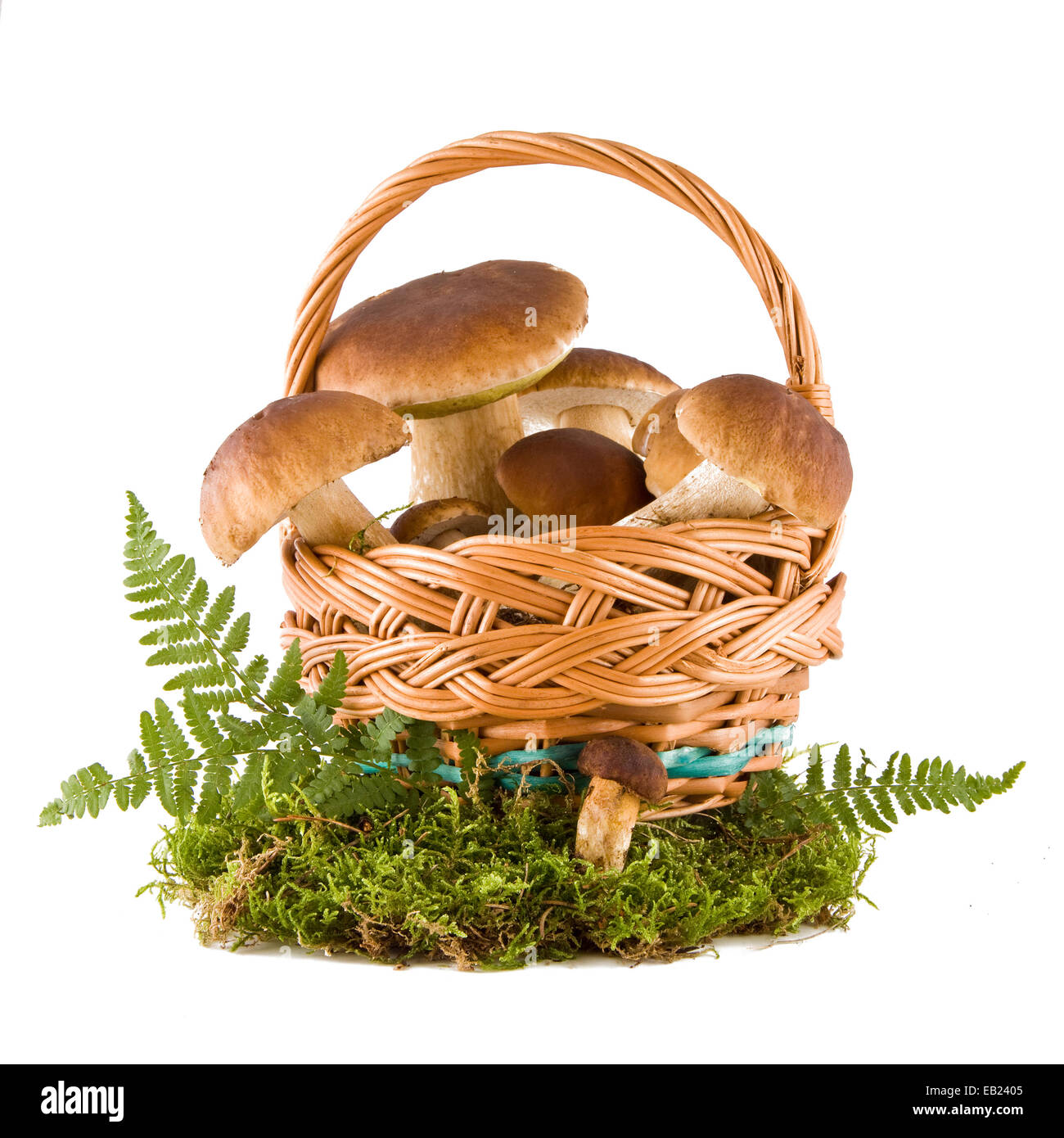 Steinpilze Pilze in einem Weidenkorb auf grünem Moos isoliert auf weißem Hintergrund Stockfoto