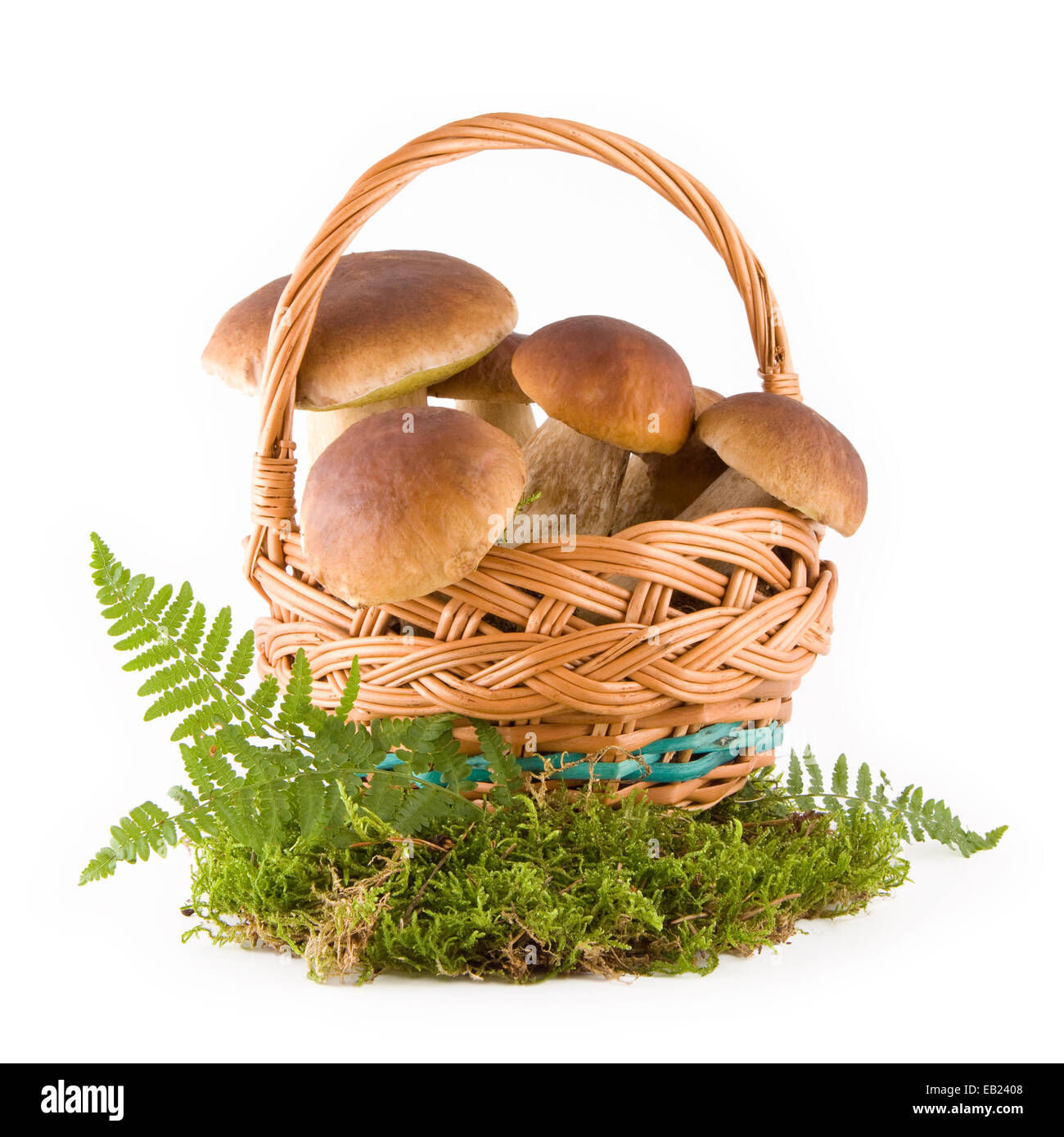 Frische Pilze in einem Weidenkorb auf grünem Moos isoliert auf weiss Stockfoto