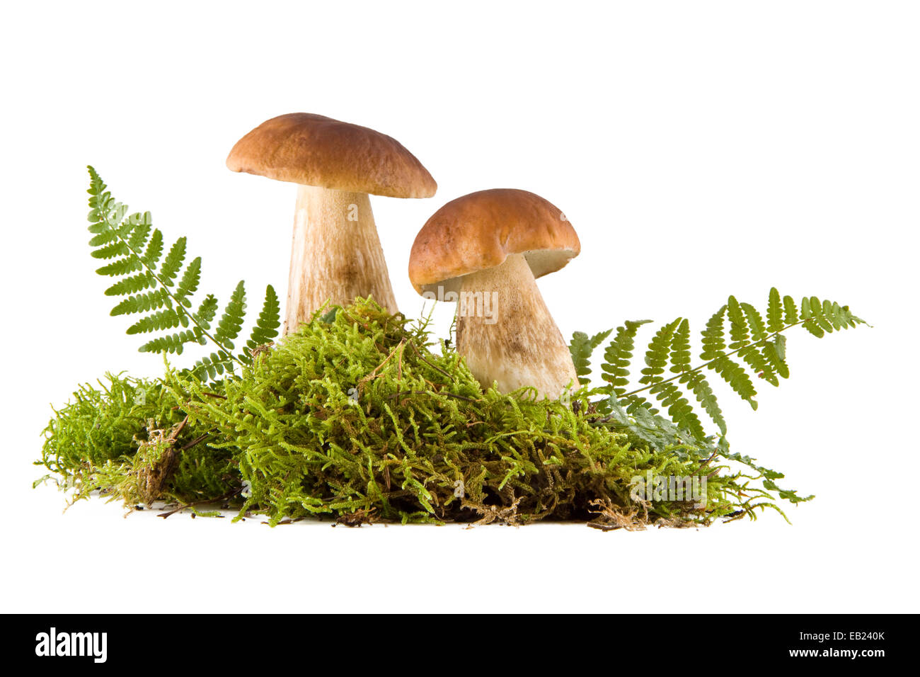 Zwei frische Steinpilze in ein grünes Moos isoliert auf weiss Stockfoto