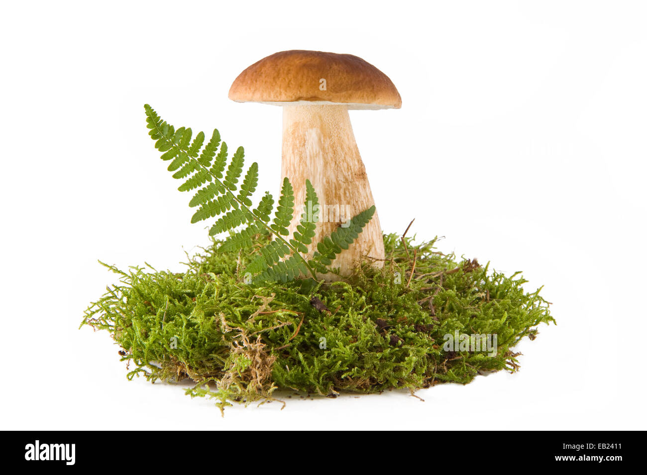 Eine frische Steinpilze Pilz in ein grünes Moos isoliert auf weiss Stockfoto