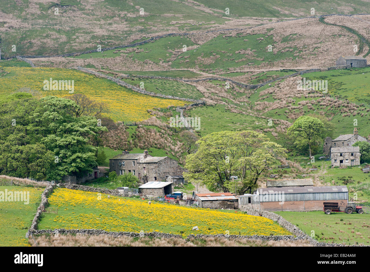 Bergbauernhof im Frühsommer, in Widdale, in der Nähe von Hawes, North Yorkshire, UK. Stockfoto