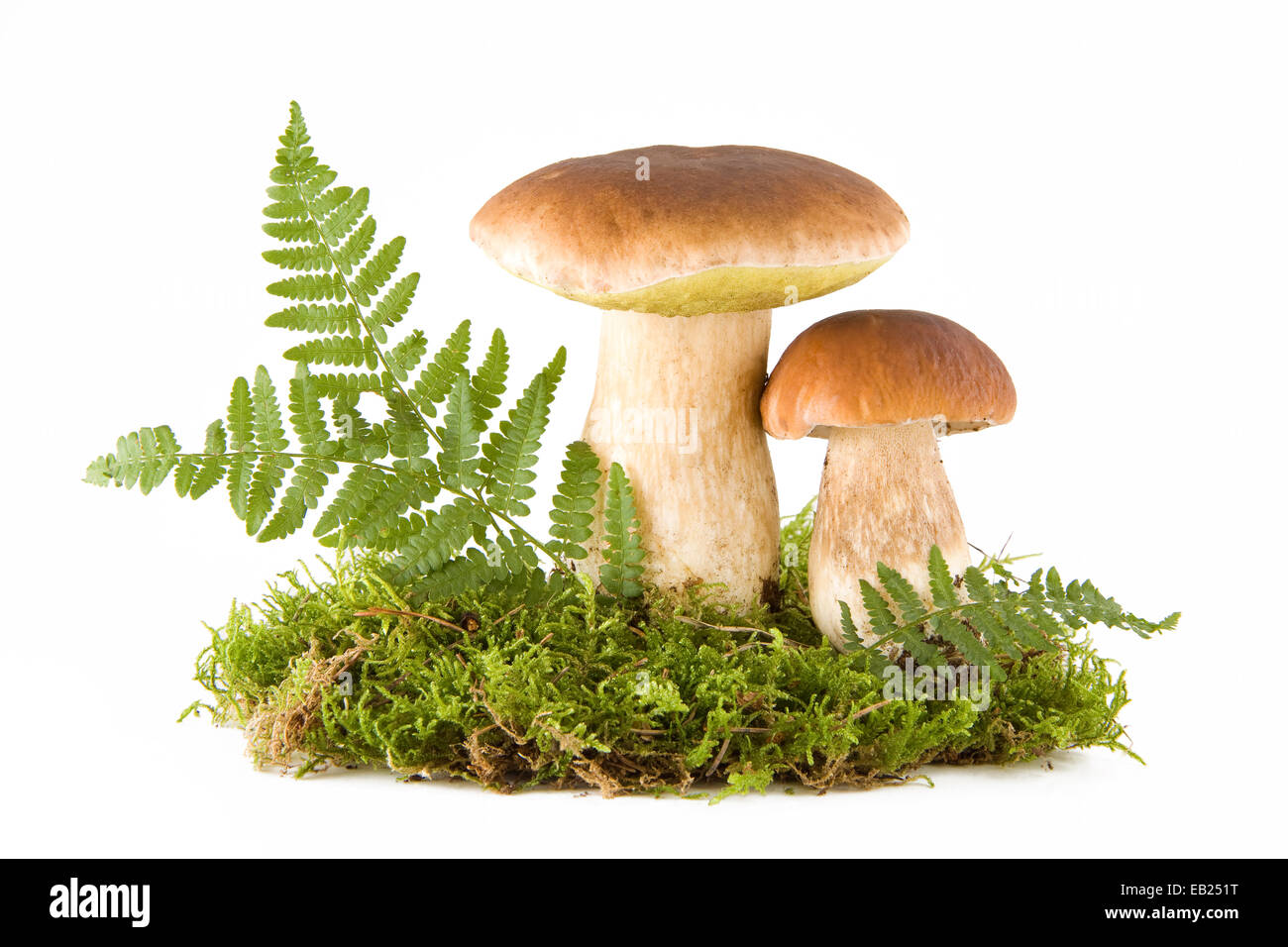 Zwei frische Steinpilze in ein grünes Moos isoliert auf weiss Stockfoto