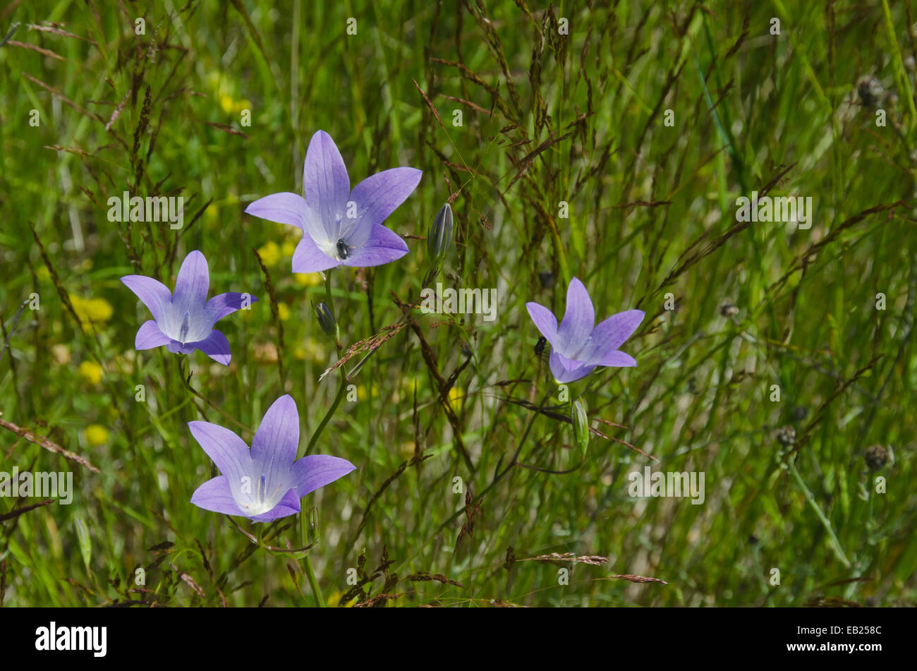 Zarte lila Wildblumen Glockenblume (Campanula Patula) auf Wiese. Stockfoto