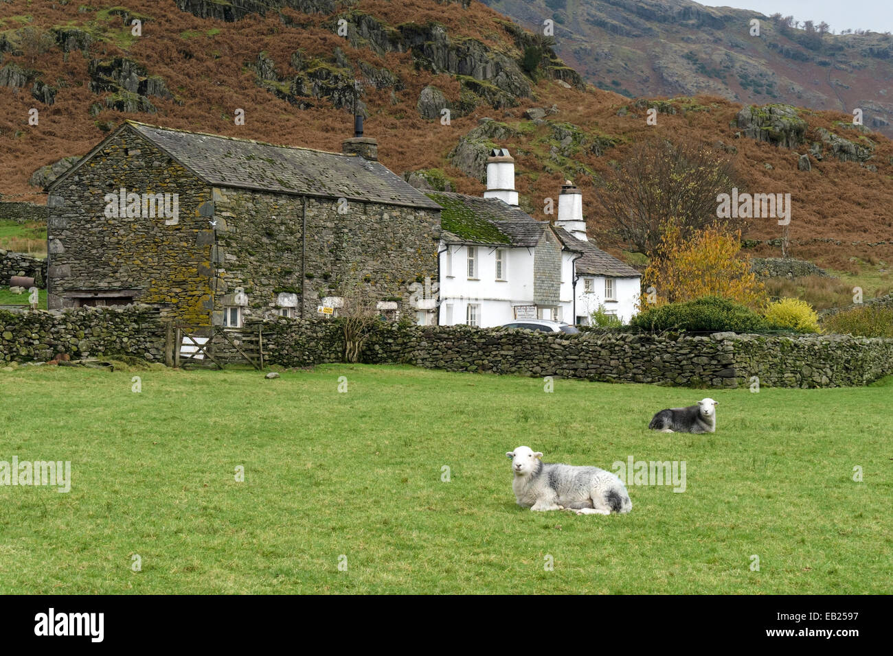 Fuß-Farm und Herdwick Schafe, kleine Langdale, Lake District, Cumbria, England, Vereinigtes Königreich fiel. Stockfoto