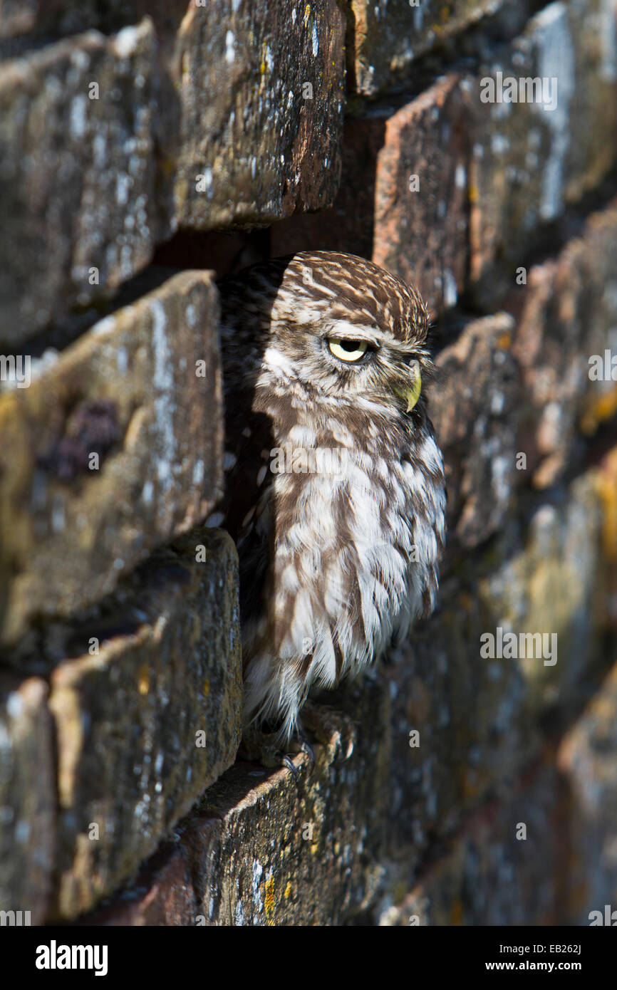 Gefangen in Mauer sitzen Steinkauz Stockfoto