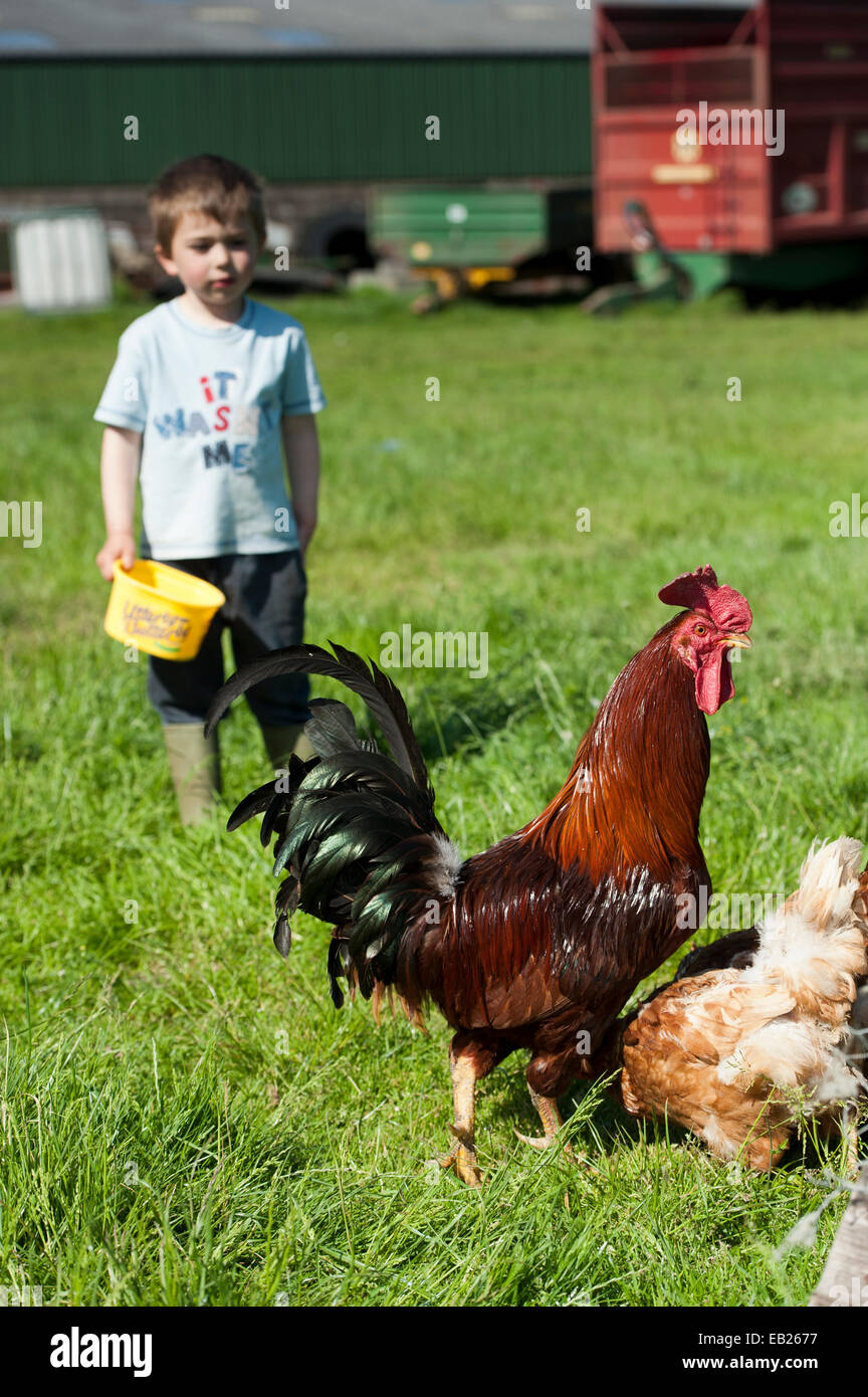 Junge Fütterung Geflügel auf Bauernhof. Cumbria, UK. Stockfoto