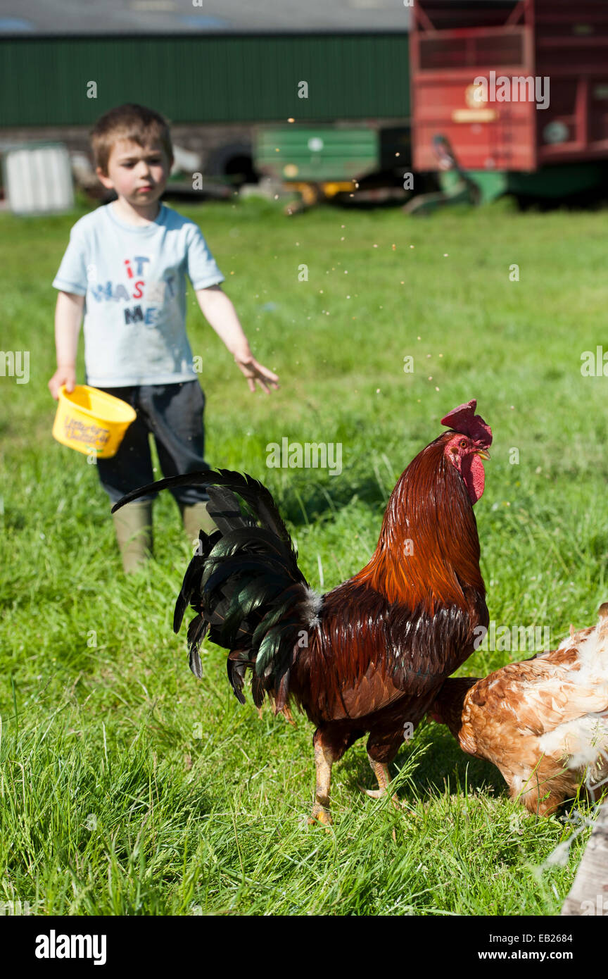 Junge Fütterung Geflügel auf Bauernhof. Cumbria, UK. Stockfoto