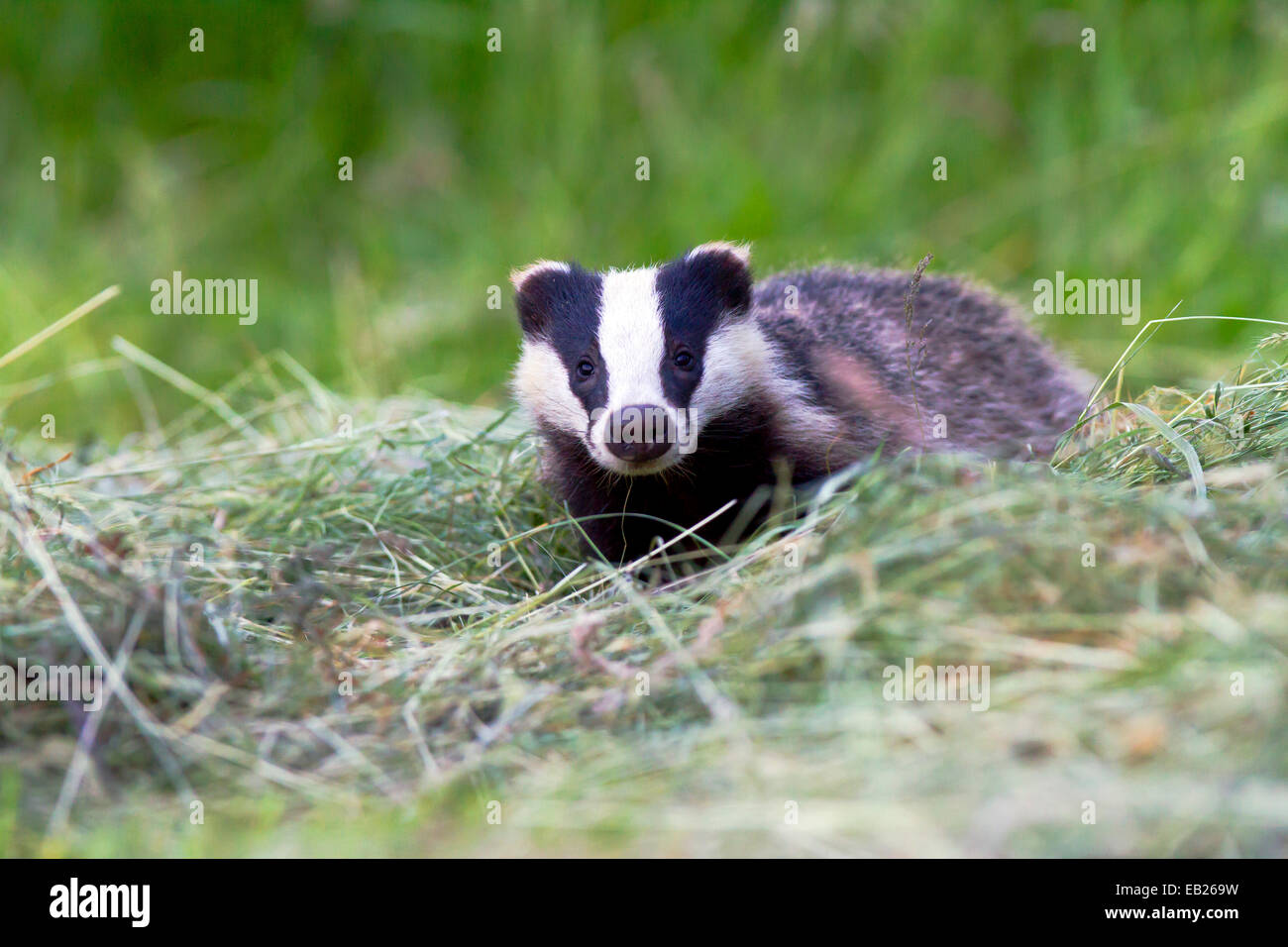 Dachs-Cub auf Weide, gerichtete Kamera Stockfoto