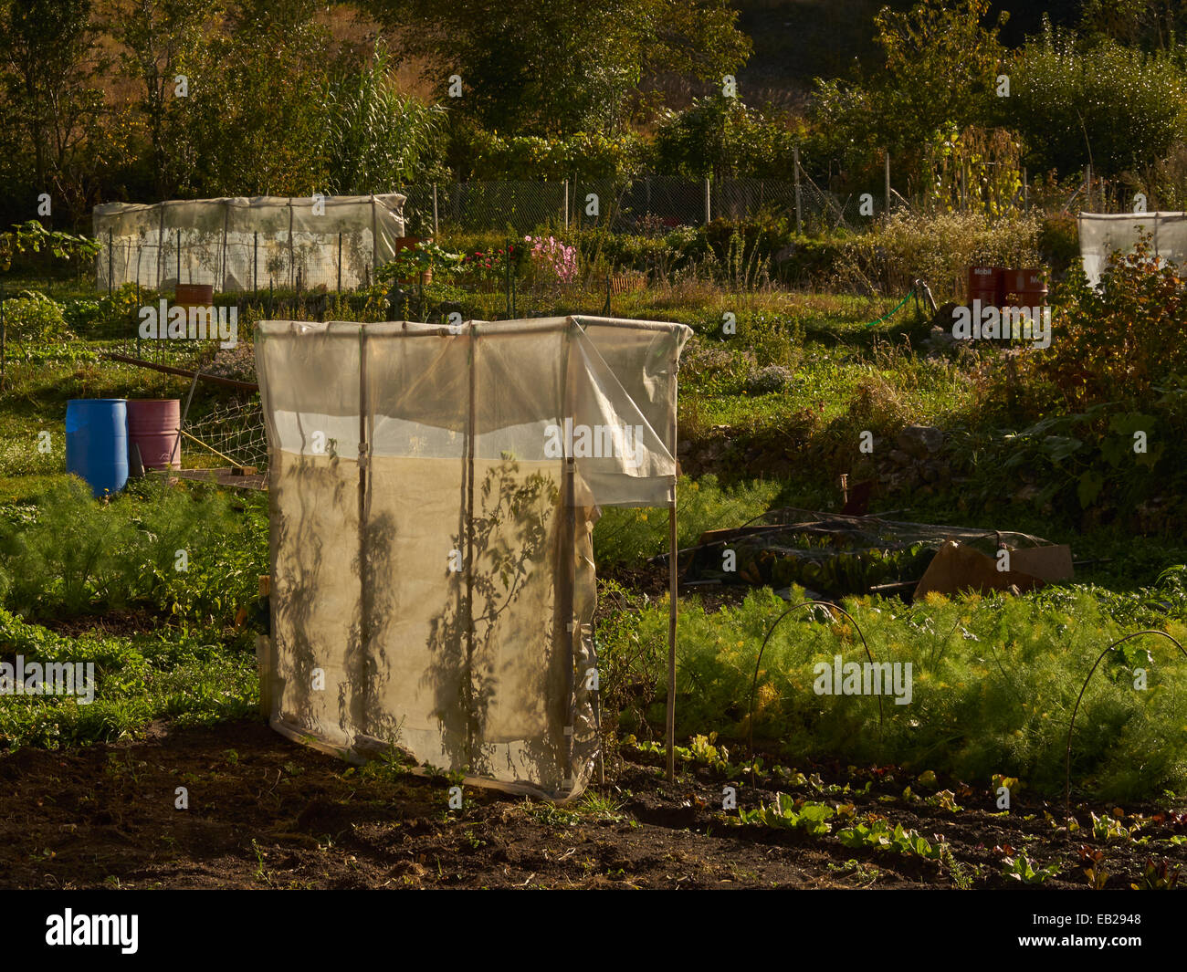 Gemeinschaftsgarten, Entracque, Piemont, Italien Stockfoto