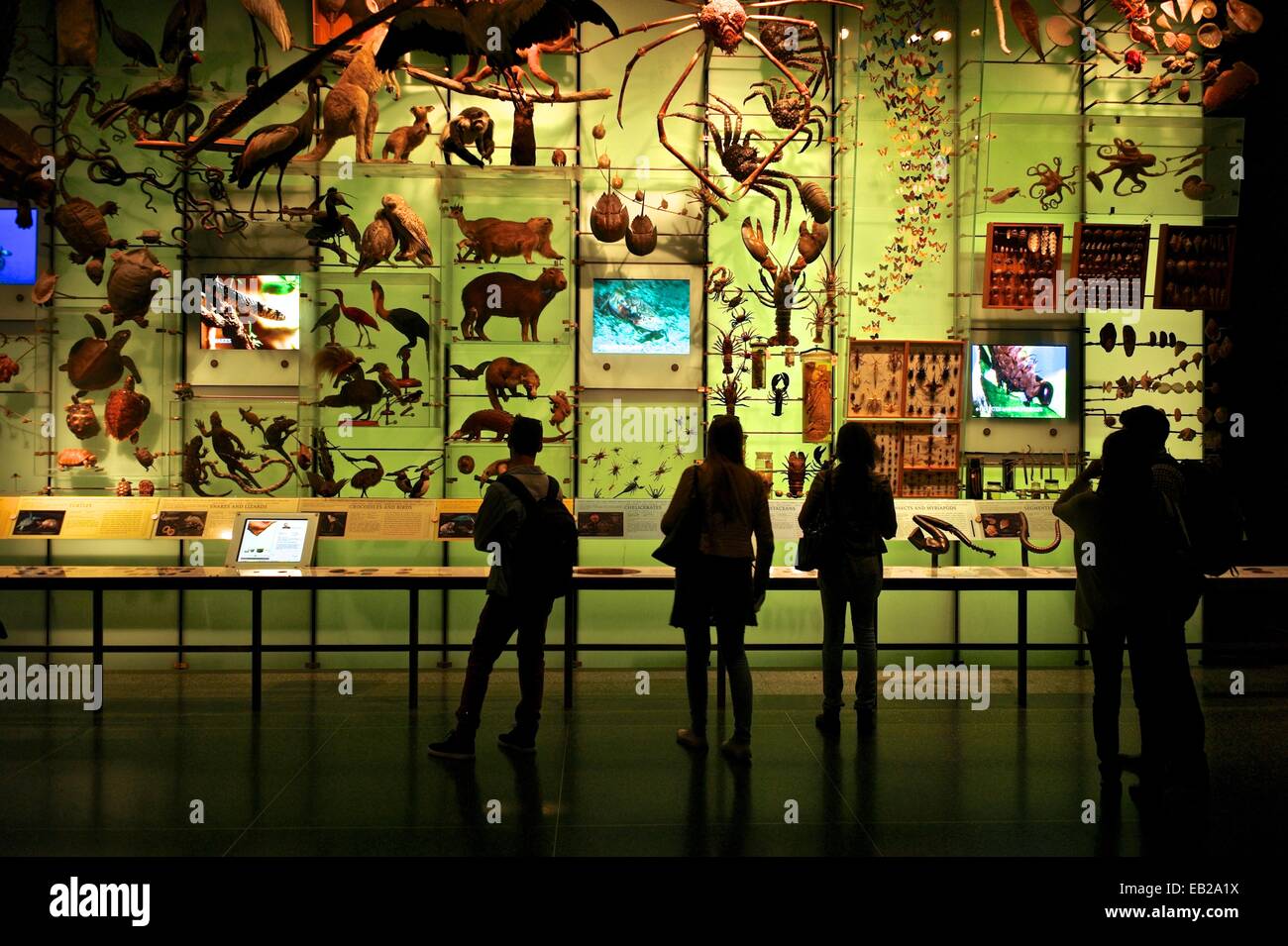 Museum of Natural History in New York Stockfoto