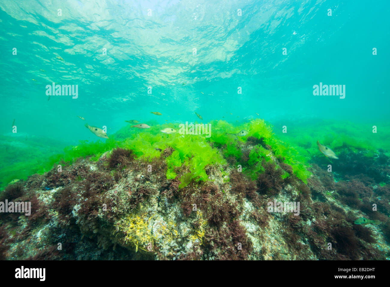 Kaltwasser-Riff-Fische, Fiordland, NZ Stockfoto