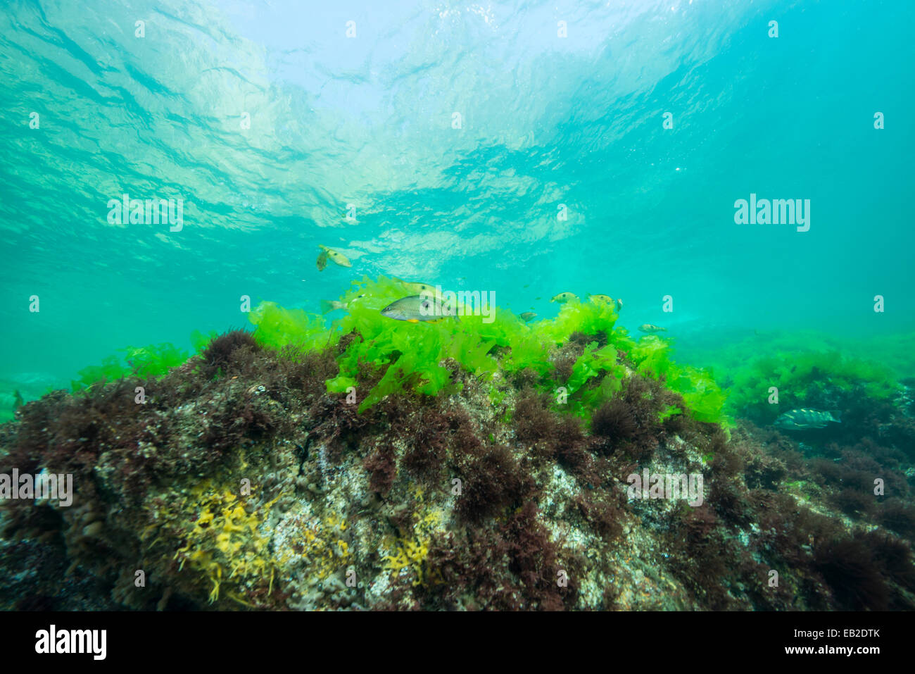 Kaltwasser-Riff-Fische, Fiordland, NZ Stockfoto