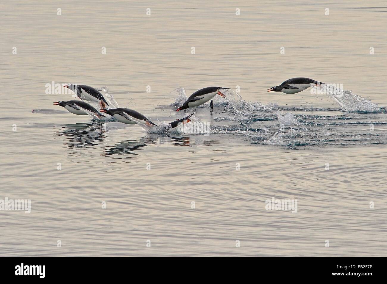 Gentoo Penguins, Pygoscelis Papua Porpoising über der Antarktis Lemaire-Kanal, auch bekannt als Kodak Gap. Stockfoto