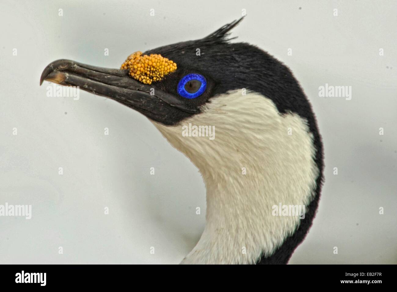 Blauäugige Kormoran, Phalacrocorax Atriceps, in der Antarktis Lemaire-Kanal, auch bekannt als Kodak Gap. Stockfoto