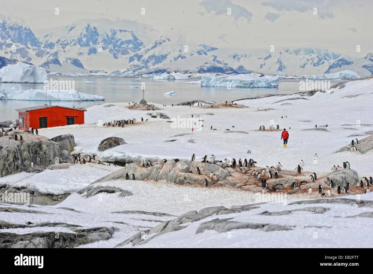 Öko-Touristen besuchen eine Adelie Penguin, Pygoscelis Adeliae Rookery auf der Antarktis Petermann Island. Stockfoto