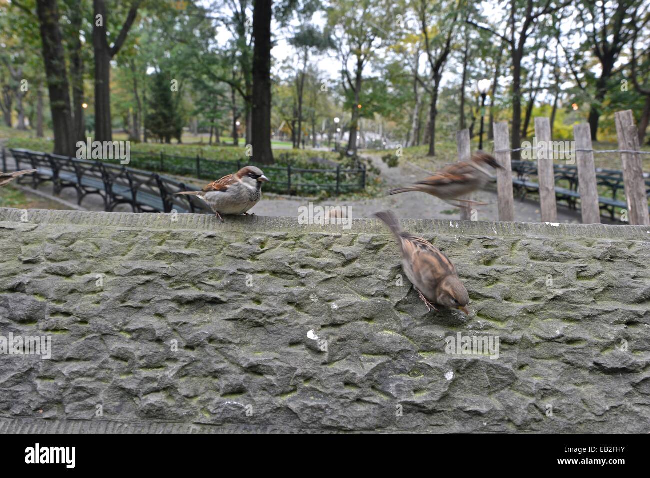 New Yorker setzen, nachdem Hurrikan Sandy ihr täglichen Leben in Midtown Manhattan, unempfindlich gegen den Blackout. Stockfoto
