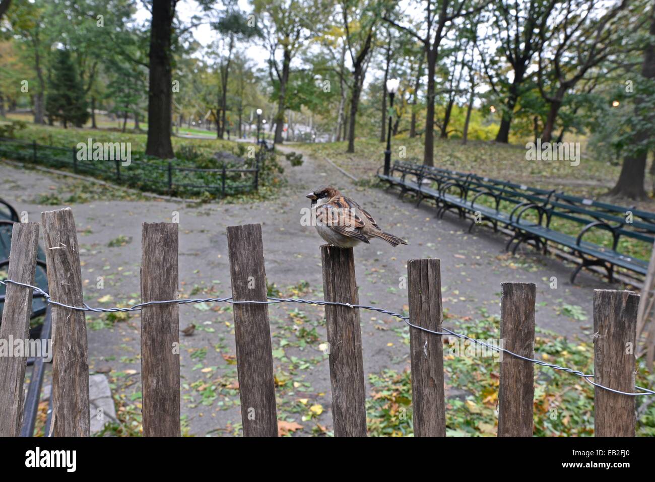 New Yorker setzen, nachdem Hurrikan Sandy ihr täglichen Leben in Midtown Manhattan, unempfindlich gegen den Blackout. Stockfoto