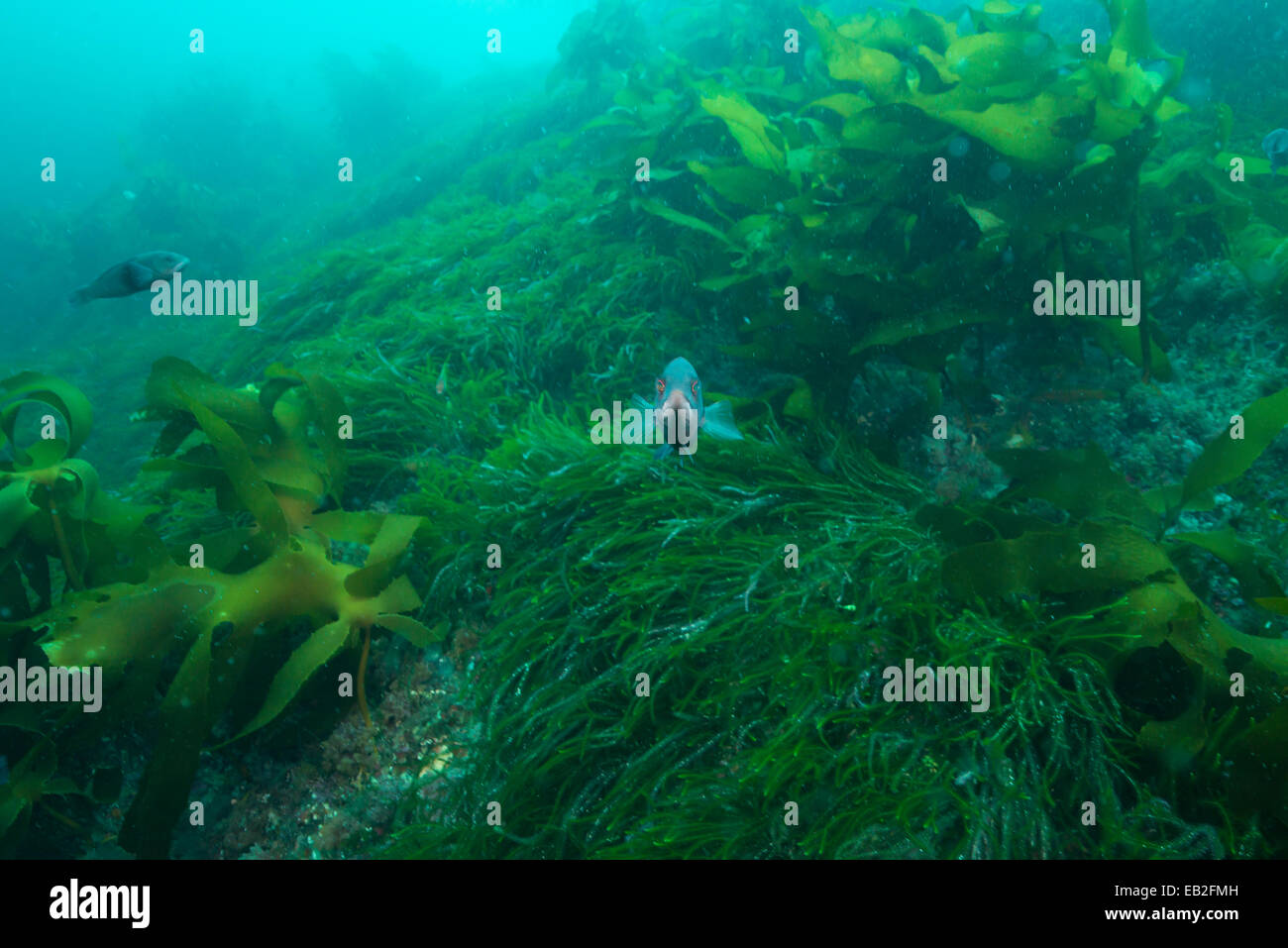 Riff-Fischen in Fiordland, NZ Stockfoto