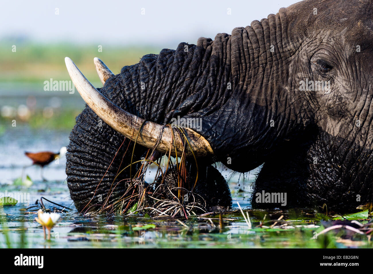 Afrikanische Elefanten ziehen Sie Wasserpflanzen zu Essen mit Stoßzähnen und Kofferraum. Stockfoto