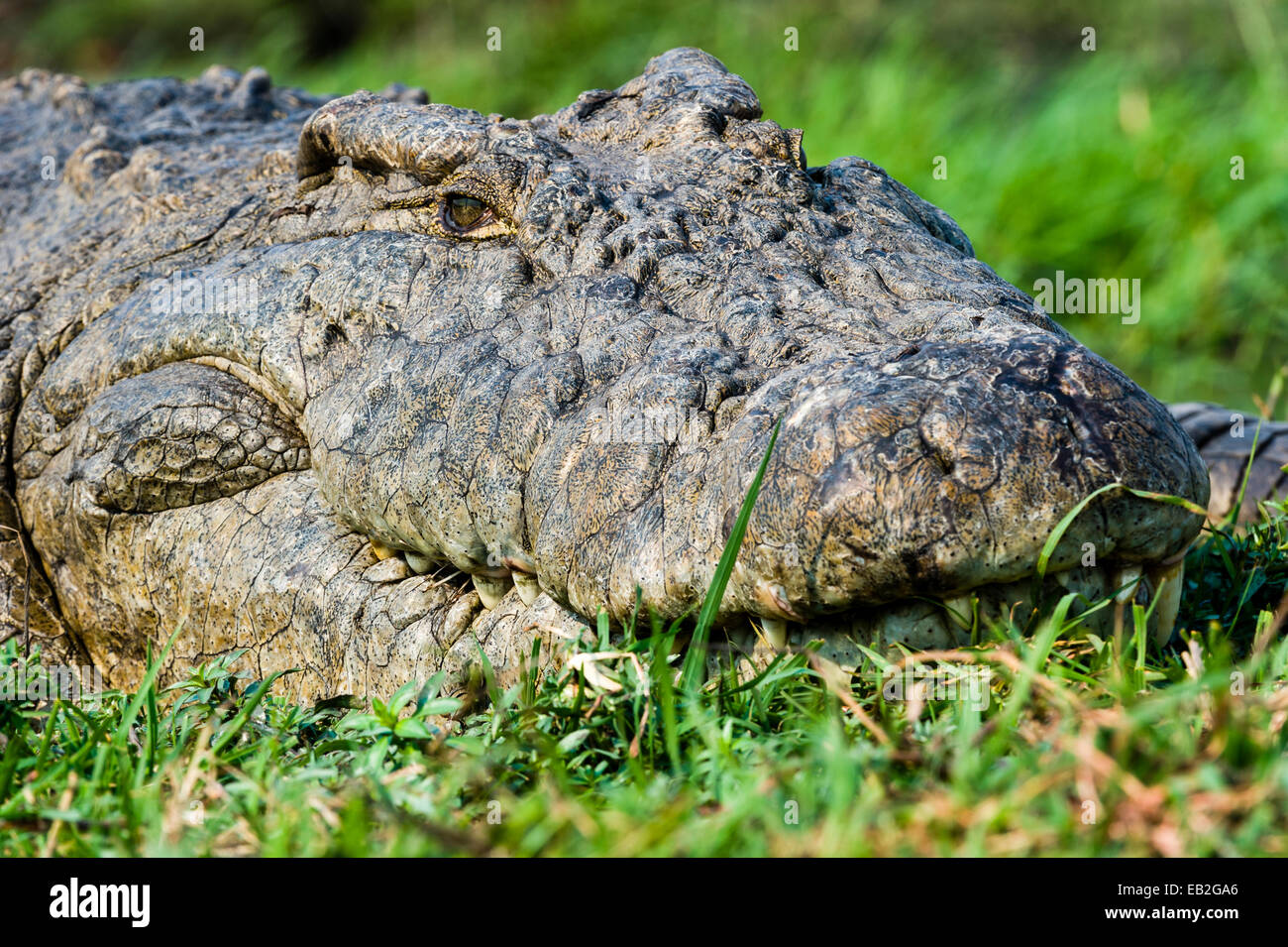 Der Kopf einer Nil-Krokodil-Sonne, sonnen sich auf einer Insel in einem Feuchtgebiet. Stockfoto