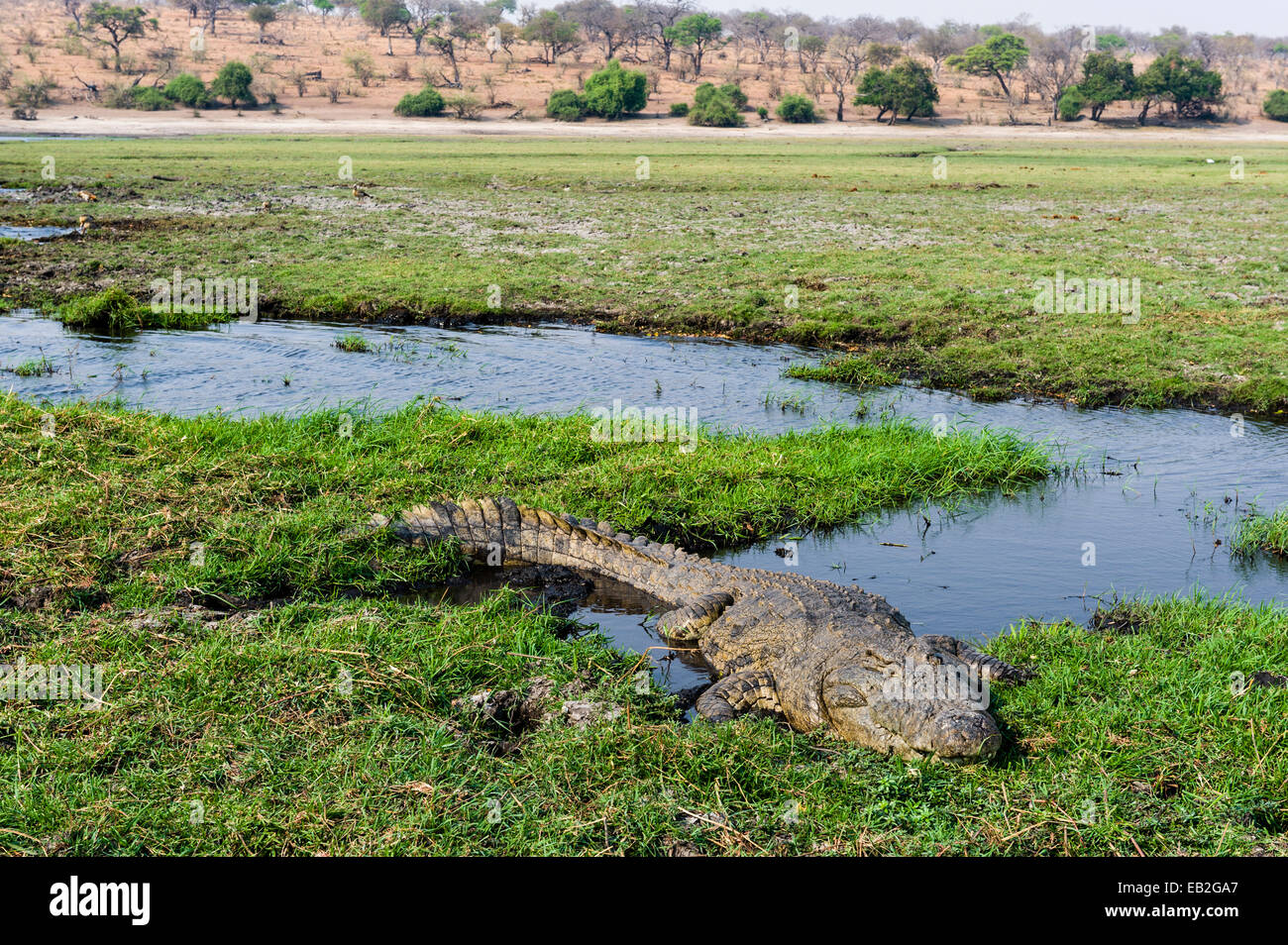Eine enorme Nil-Krokodil-Sonne, sonnen sich auf einer Insel in einem Feuchtgebiet. Stockfoto
